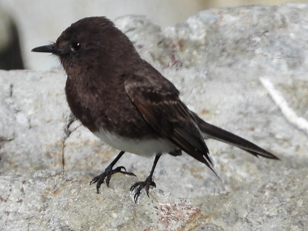 Black Phoebe - ML555580521