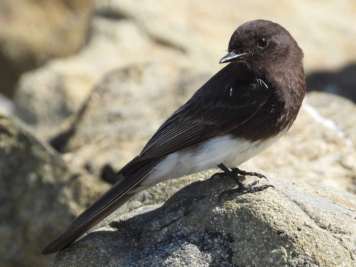 Black Phoebe - ML555580781