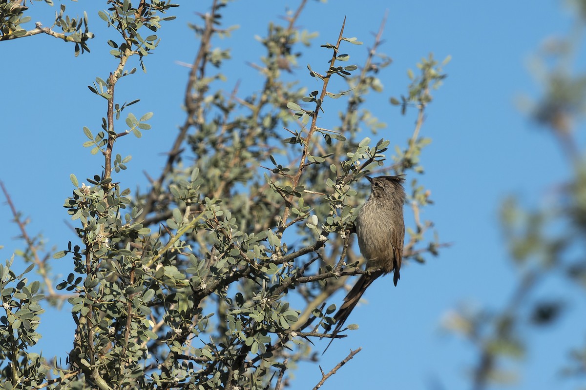 Tufted Tit-Spinetail - ML555581301