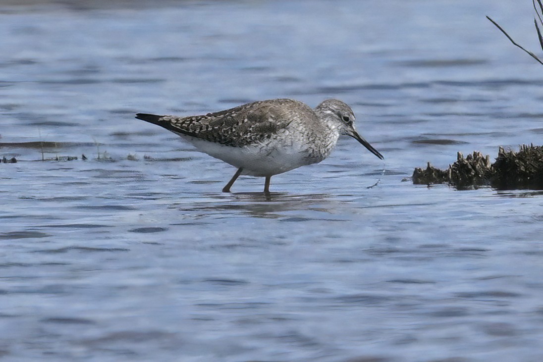Lesser Yellowlegs - ML555581811