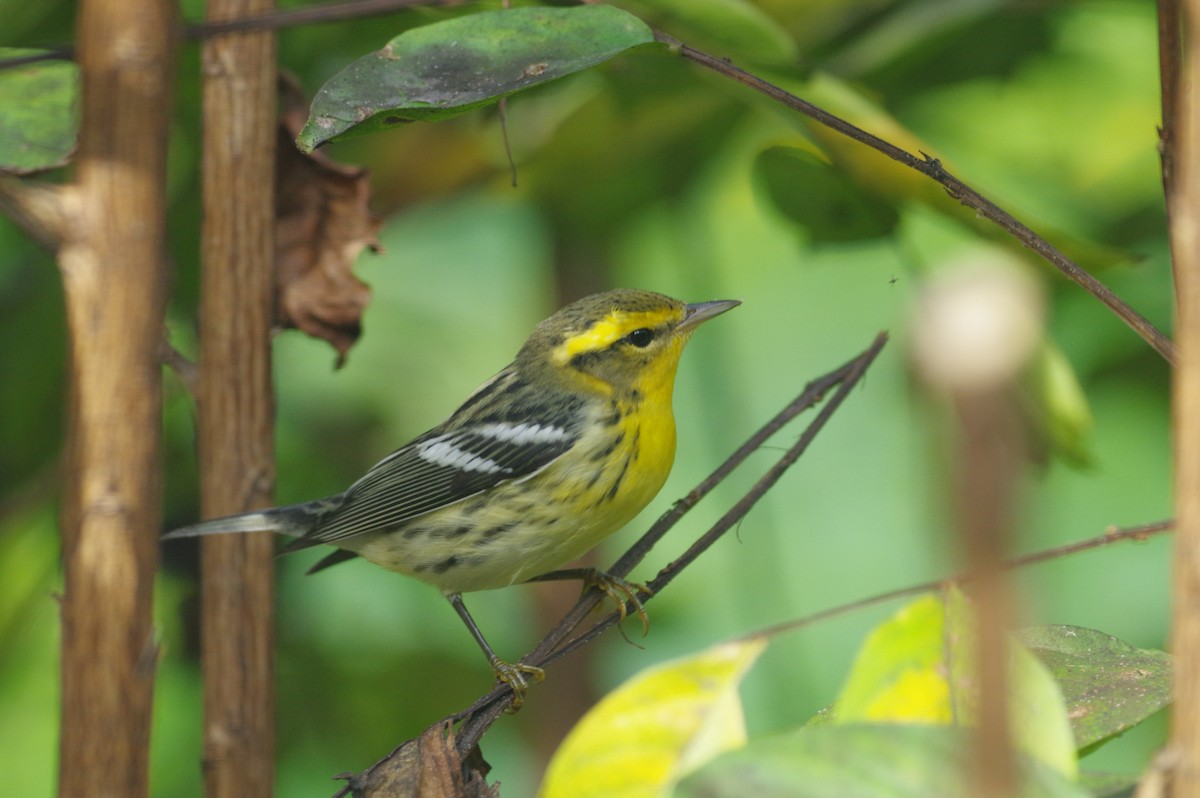 eBird Checklist - 9 Oct 2020 - 913 Southwest Brookdale Drive, Lake City ...
