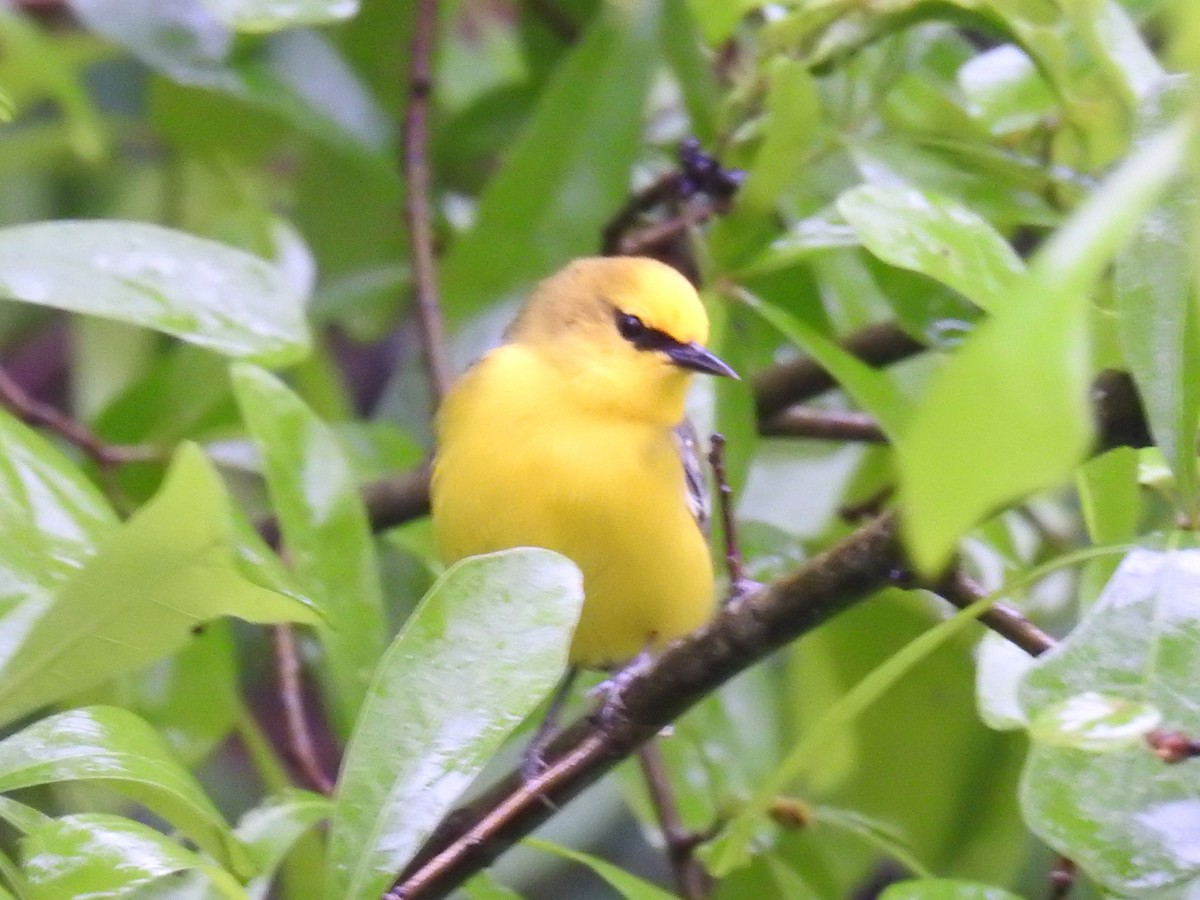 Blue-winged Warbler - ML55558251