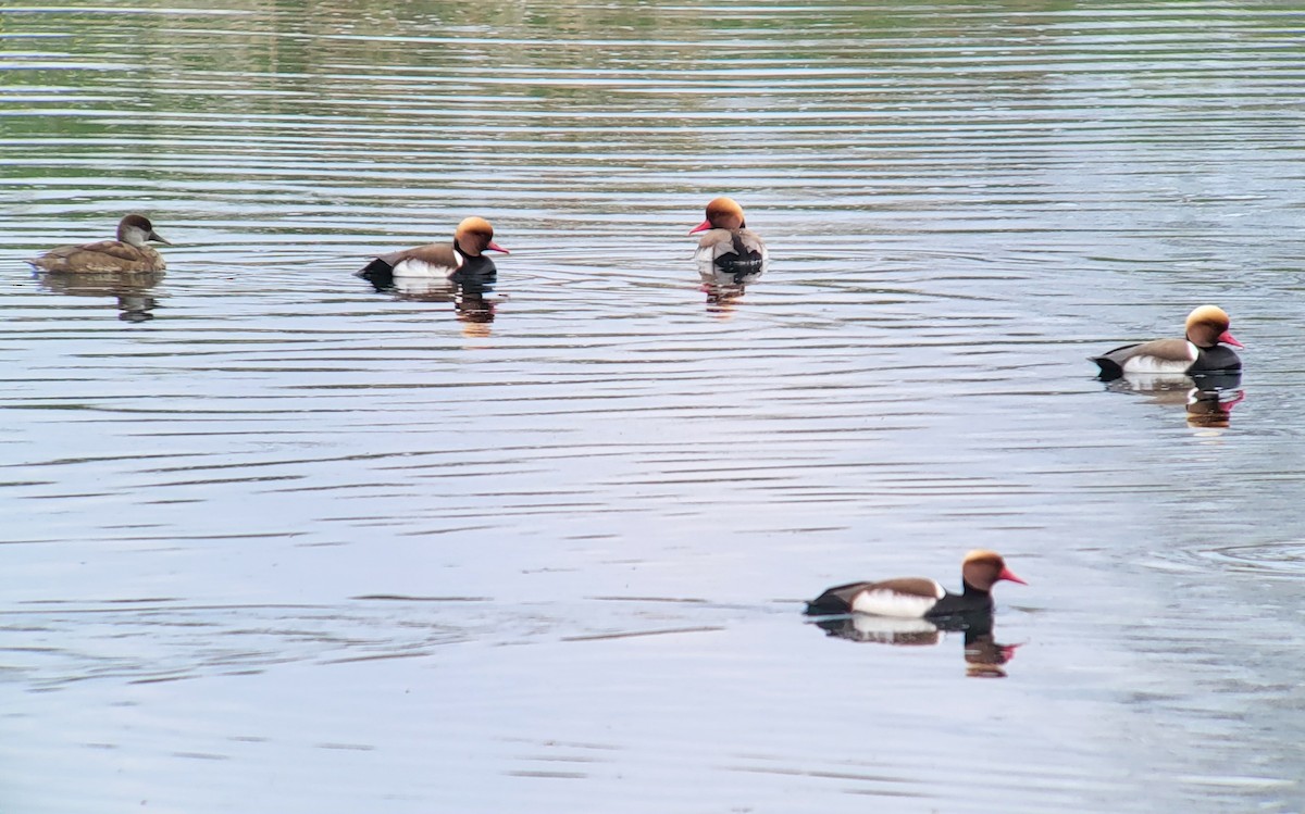 Red-crested Pochard - ML555583781