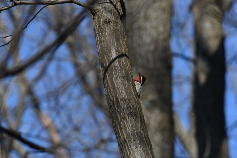 Yellow-bellied Sapsucker - ML555584021