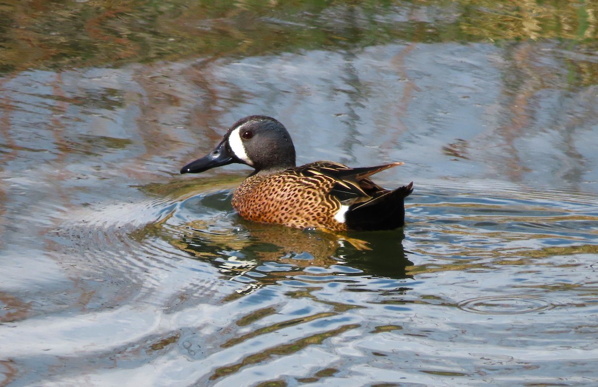 Blue-winged Teal - ML555585571
