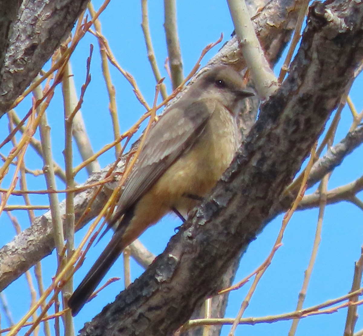 Mosquero Llanero - ML555585961