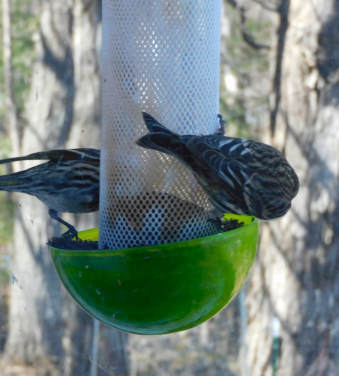 Pine Siskin - ML555586001