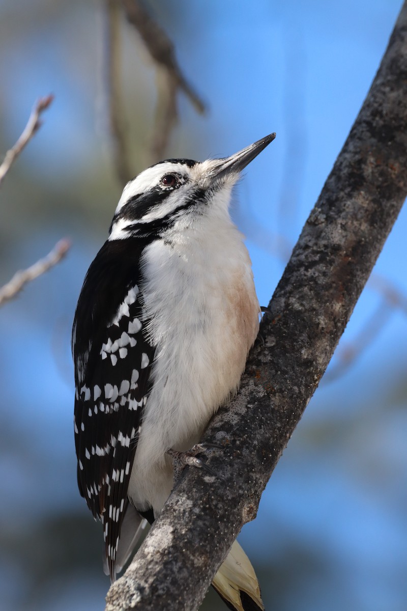 Hairy Woodpecker - ML555586711