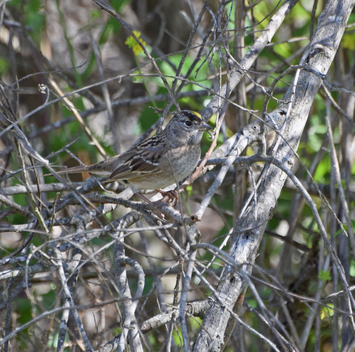 Golden-crowned Sparrow - ML55558721