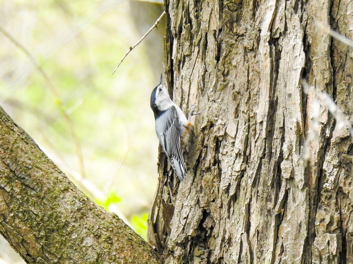 White-breasted Nuthatch - ML55558811