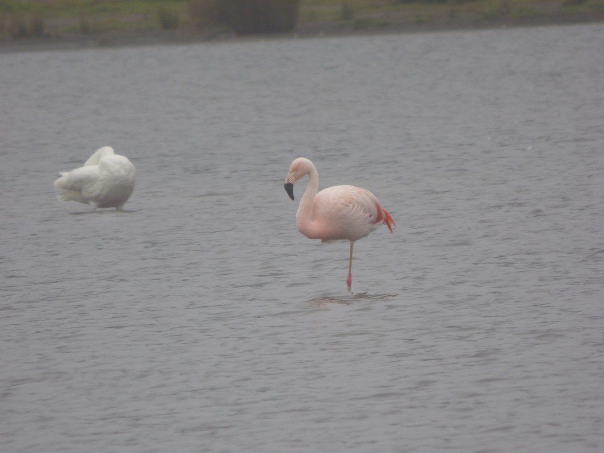 Şili Flamingosu - ML555588141
