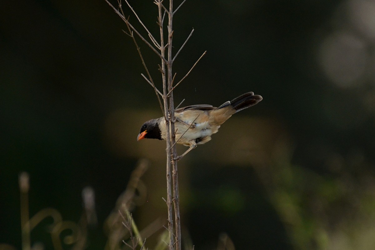 Black-throated Saltator - ML555588441