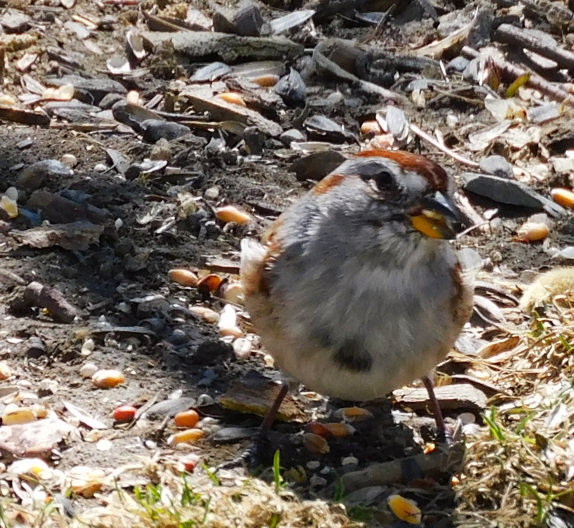 American Tree Sparrow - ML555588531