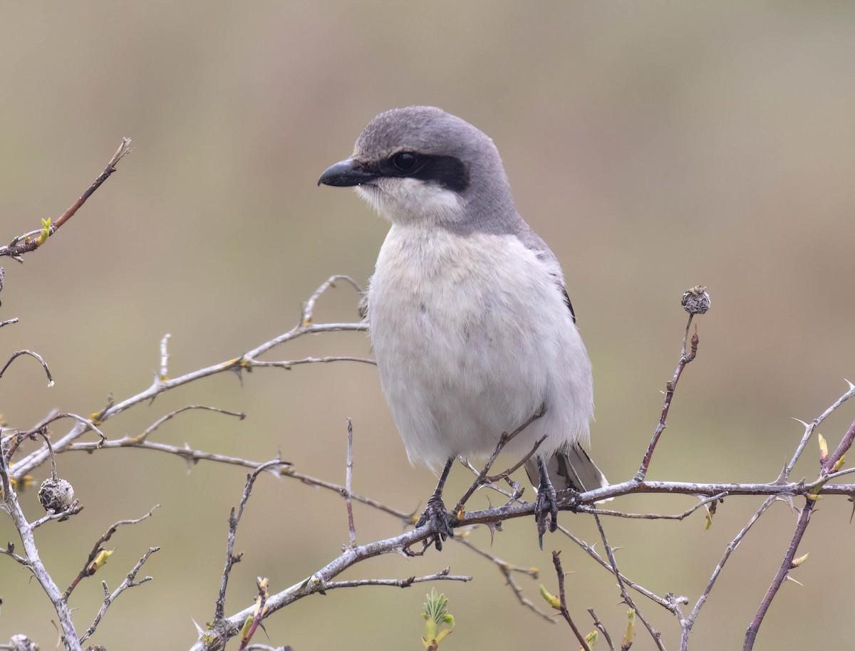 Loggerhead Shrike - ML555588851