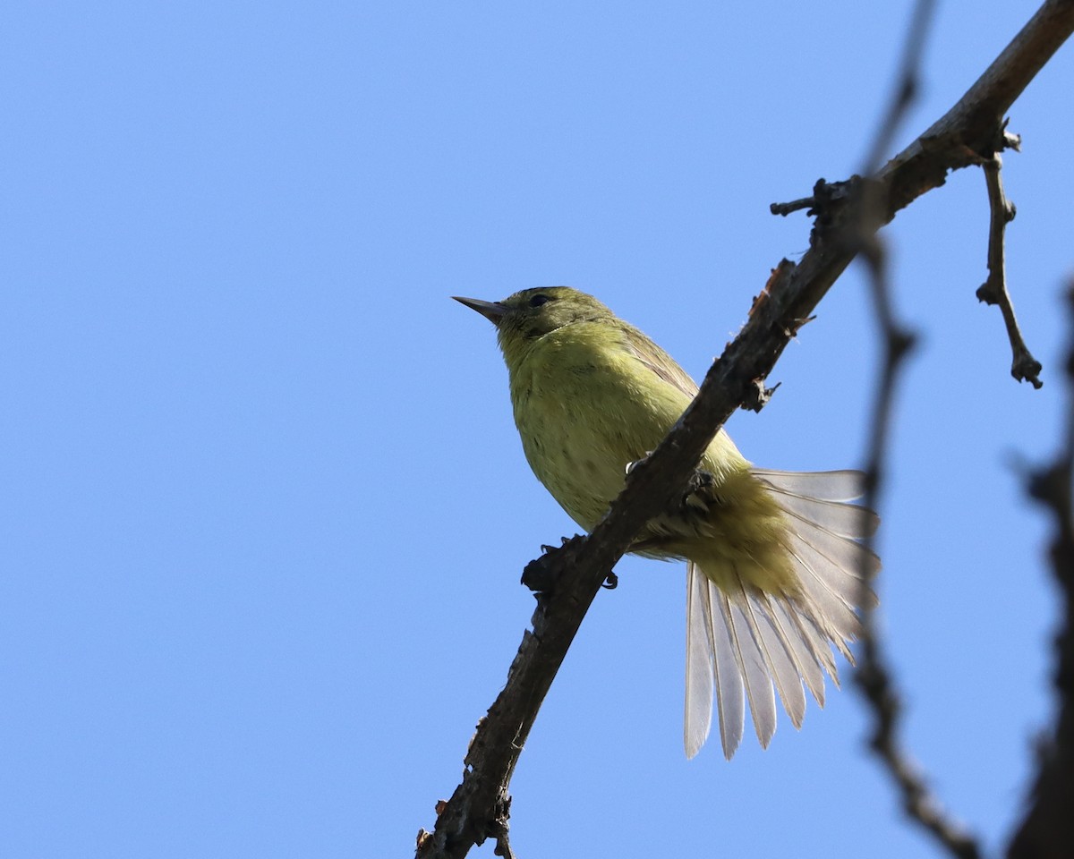 Orange-crowned Warbler - ML555589271