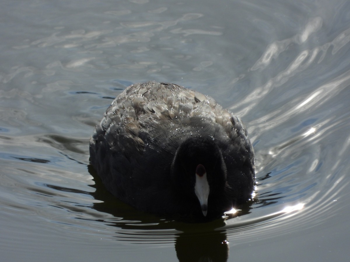 American Coot - ML555589501