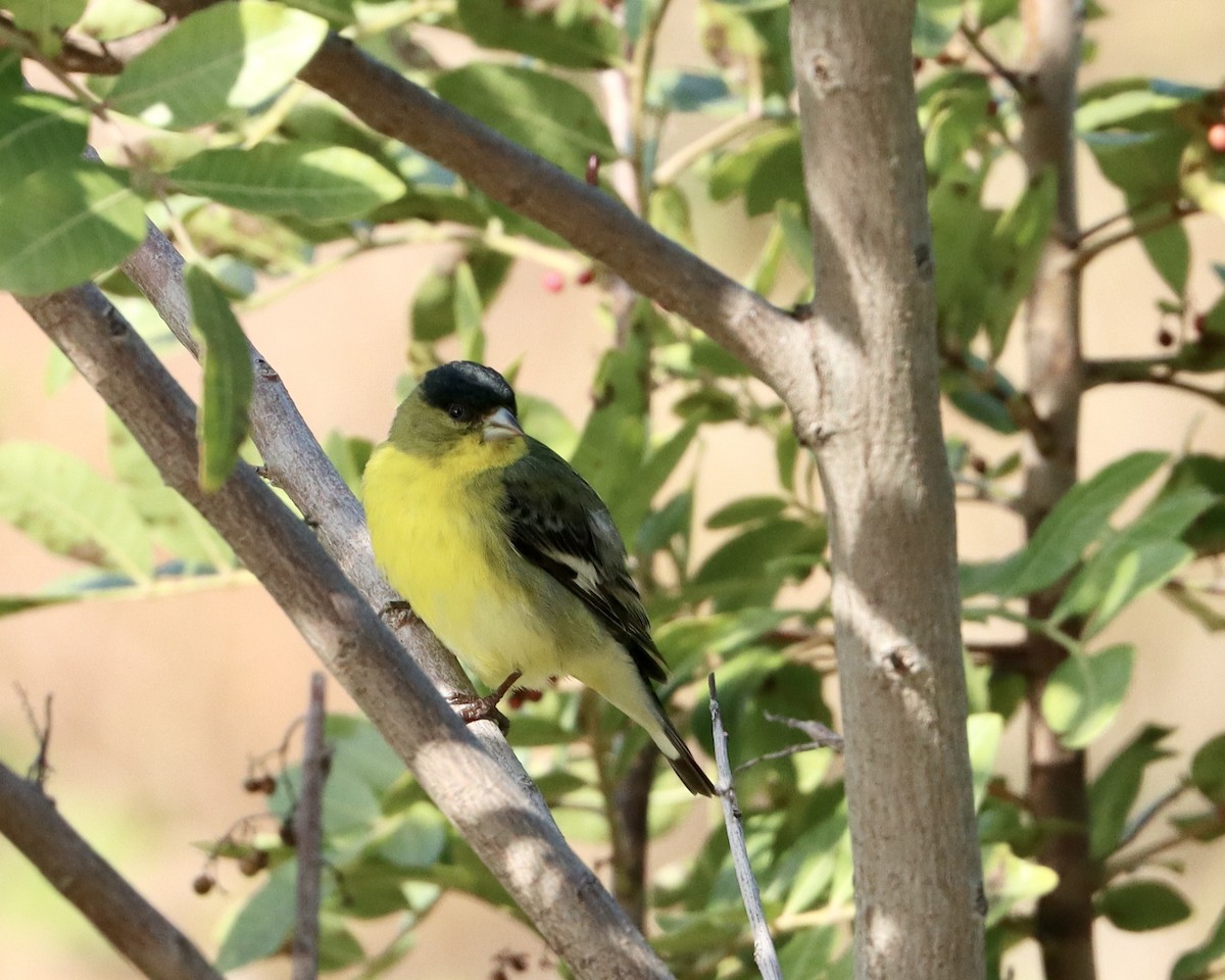 Lesser Goldfinch - ML555590501