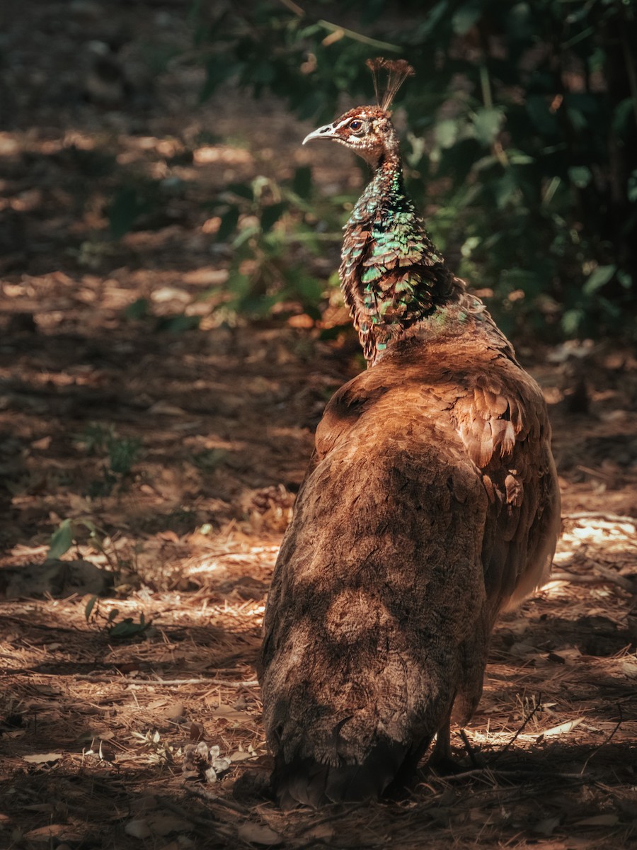 Indian Peafowl - ML555590851