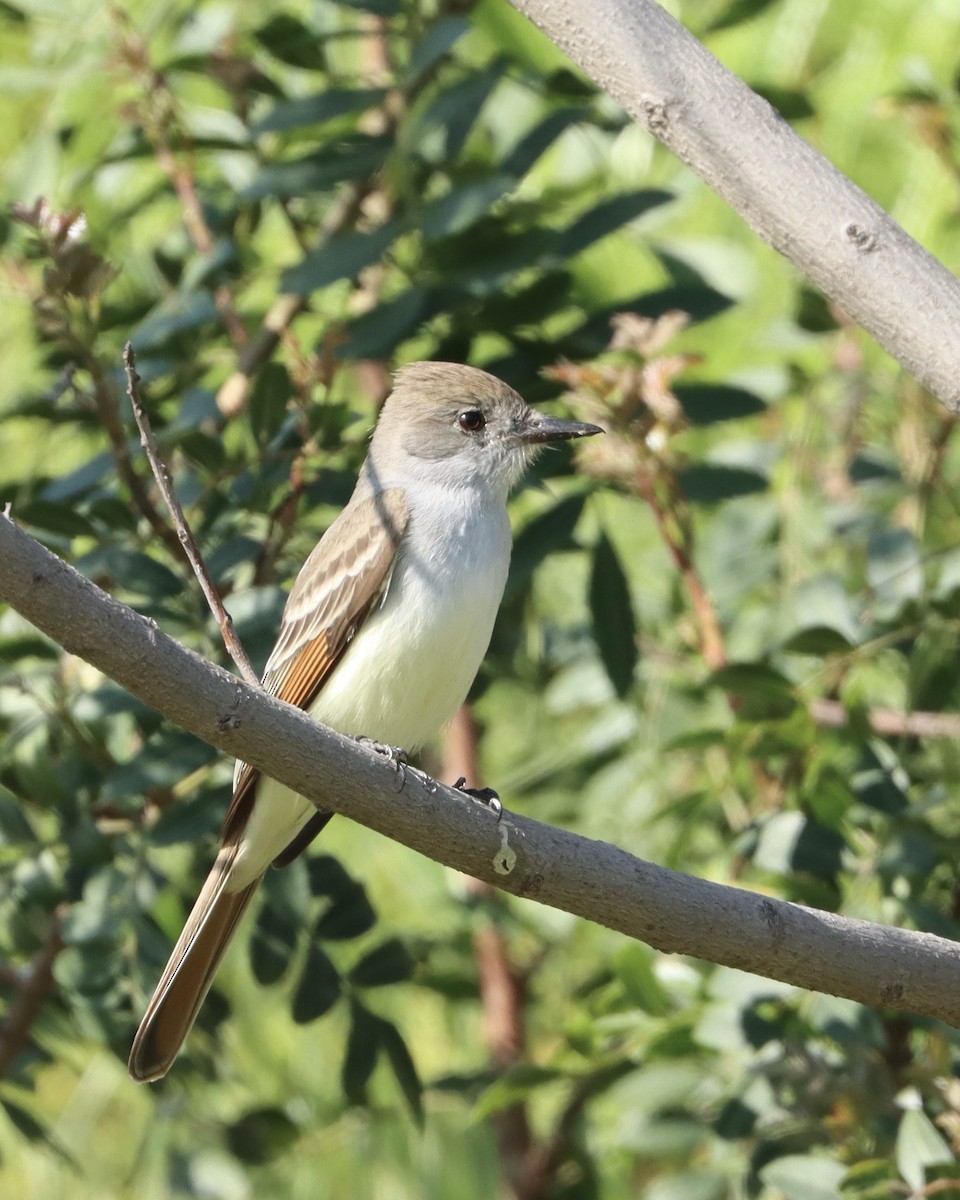 Ash-throated Flycatcher - ML555590871