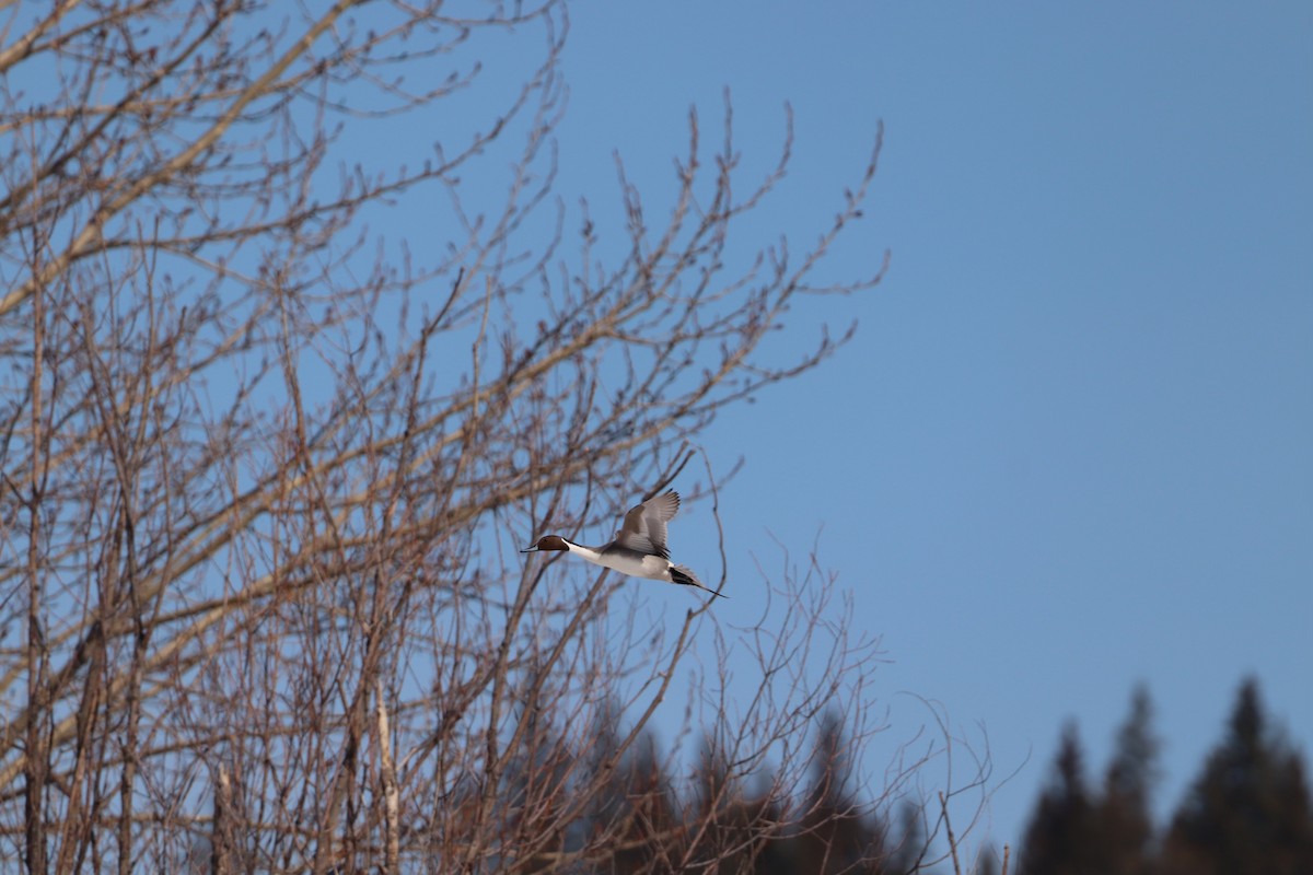 Northern Pintail - ML555591471