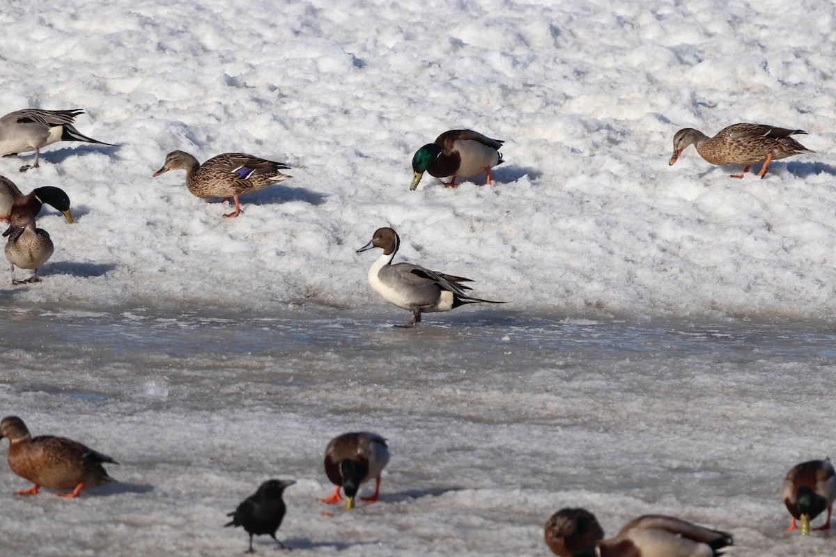 Northern Pintail - ML555591491