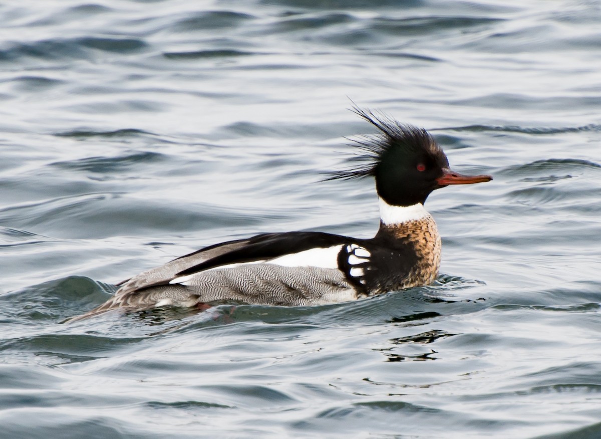 Red-breasted Merganser - ML55559161