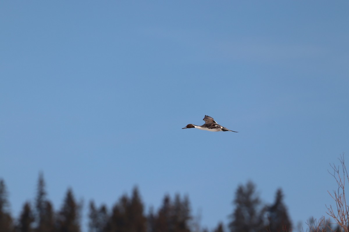 Northern Pintail - ML555592121