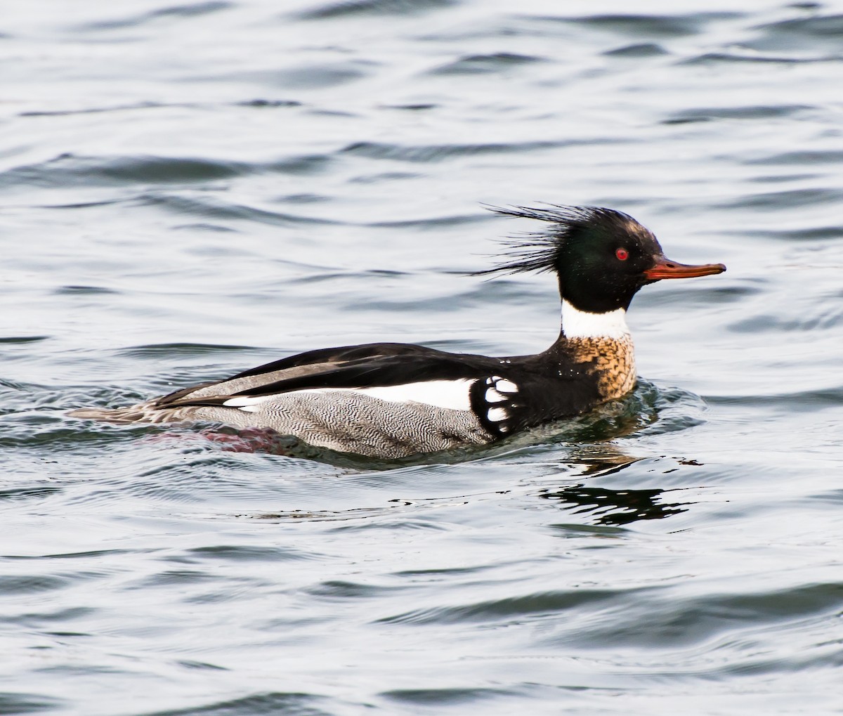 Red-breasted Merganser - ML55559221