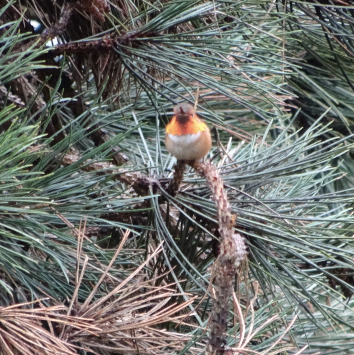 Rufous Hummingbird - ML555592621