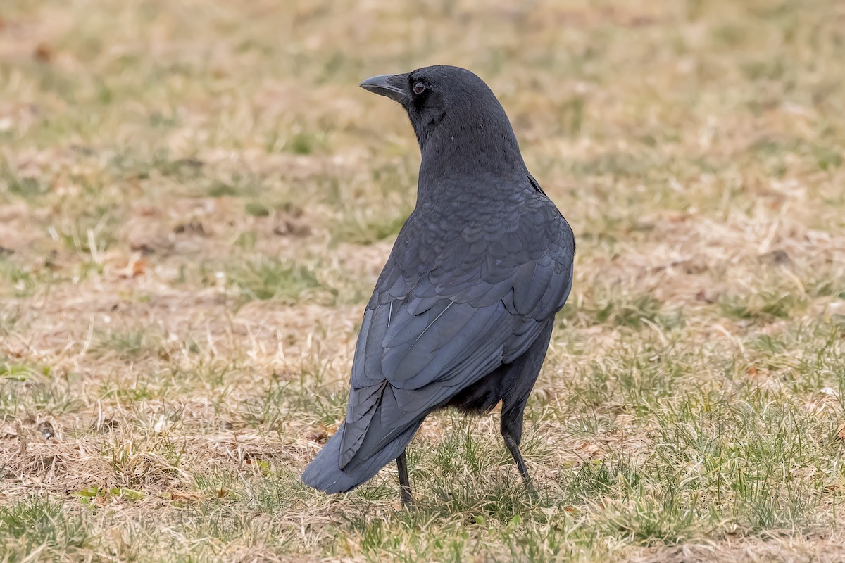 American Crow - ML555592921