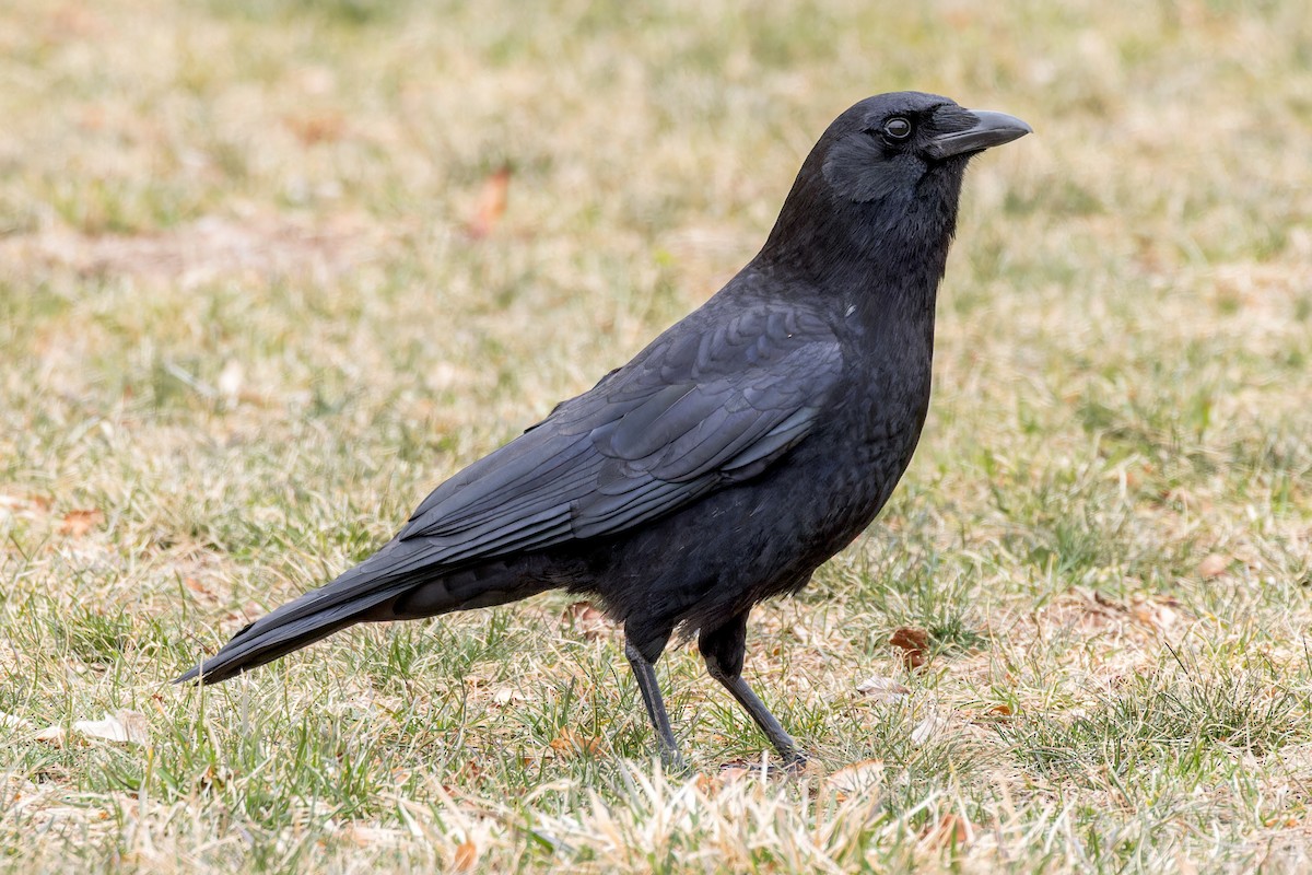 American Crow - ML555592931