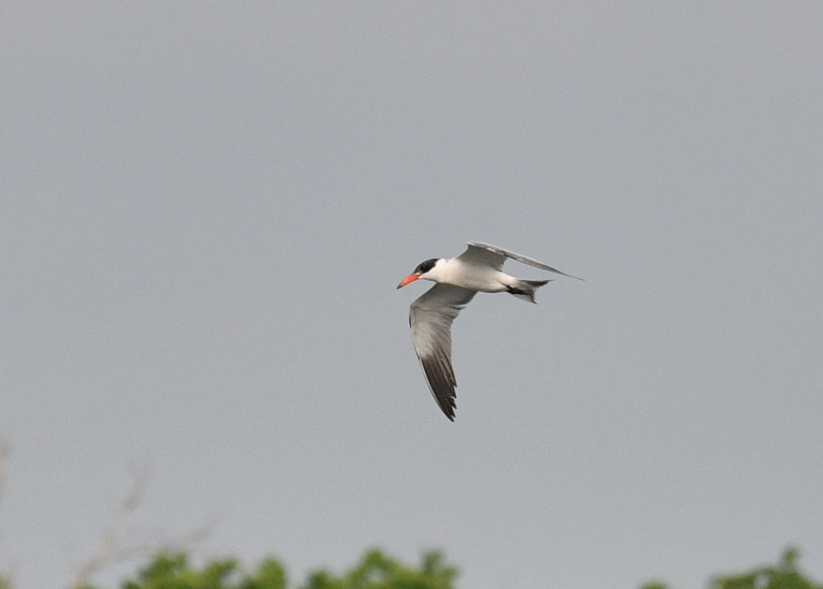 Caspian Tern - ML555593451