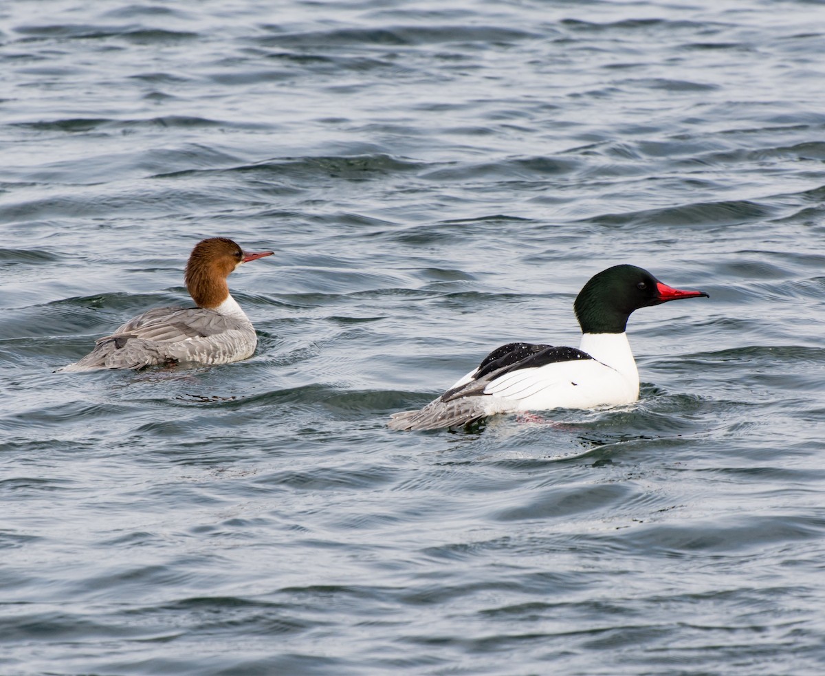 Common Merganser - ML55559391