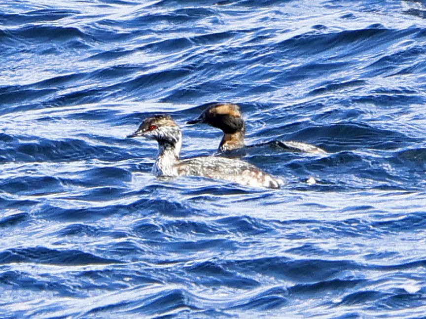 Horned Grebe - ML555595071