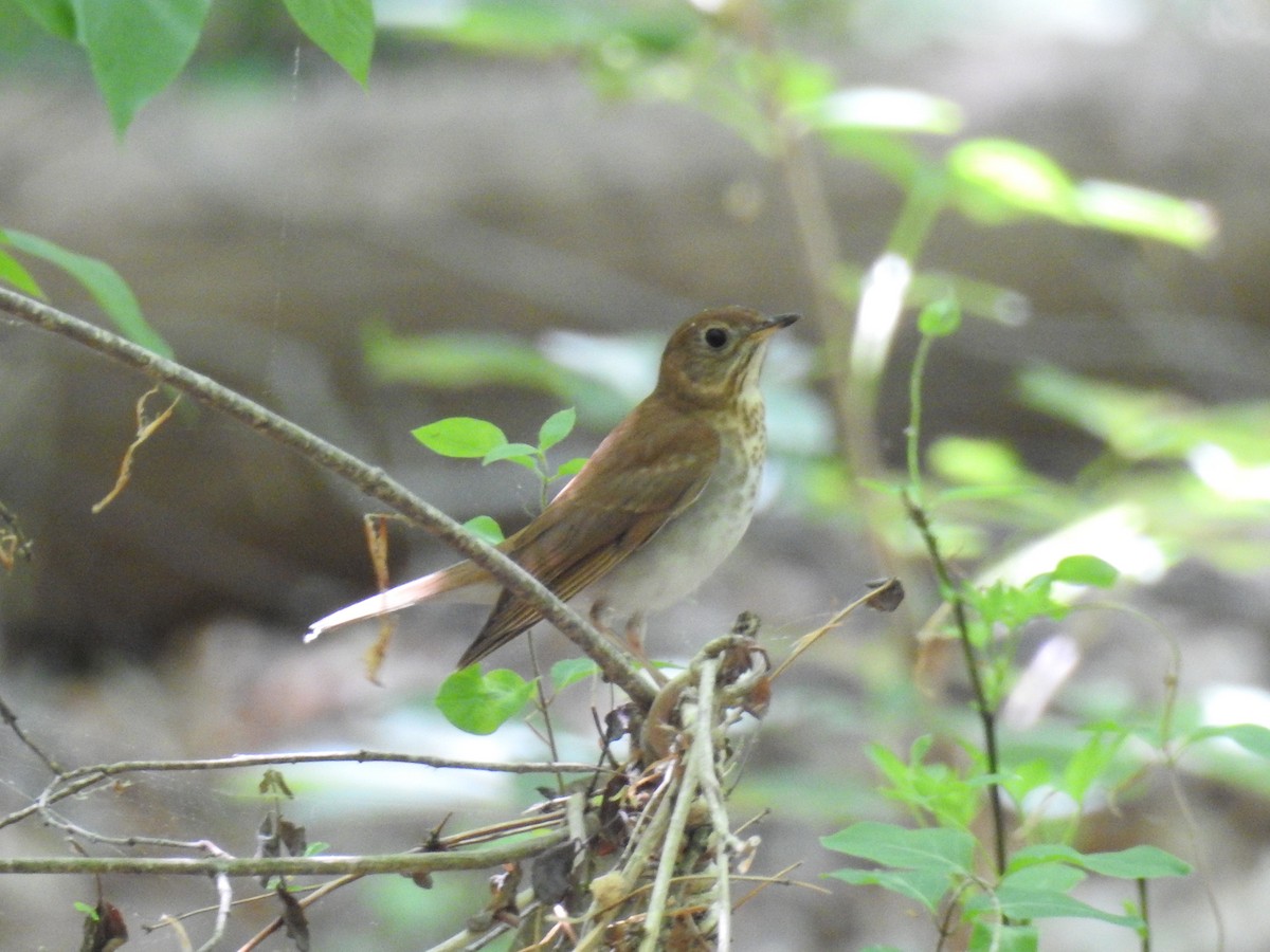 Veery - ML55559581