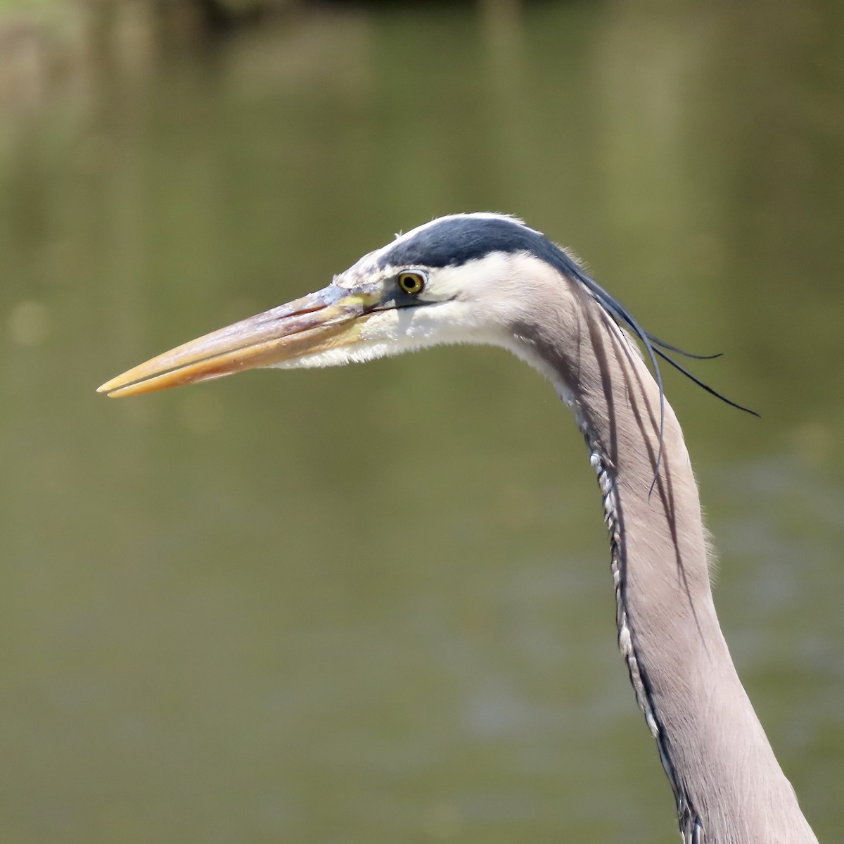 Great Blue Heron - ML555596001
