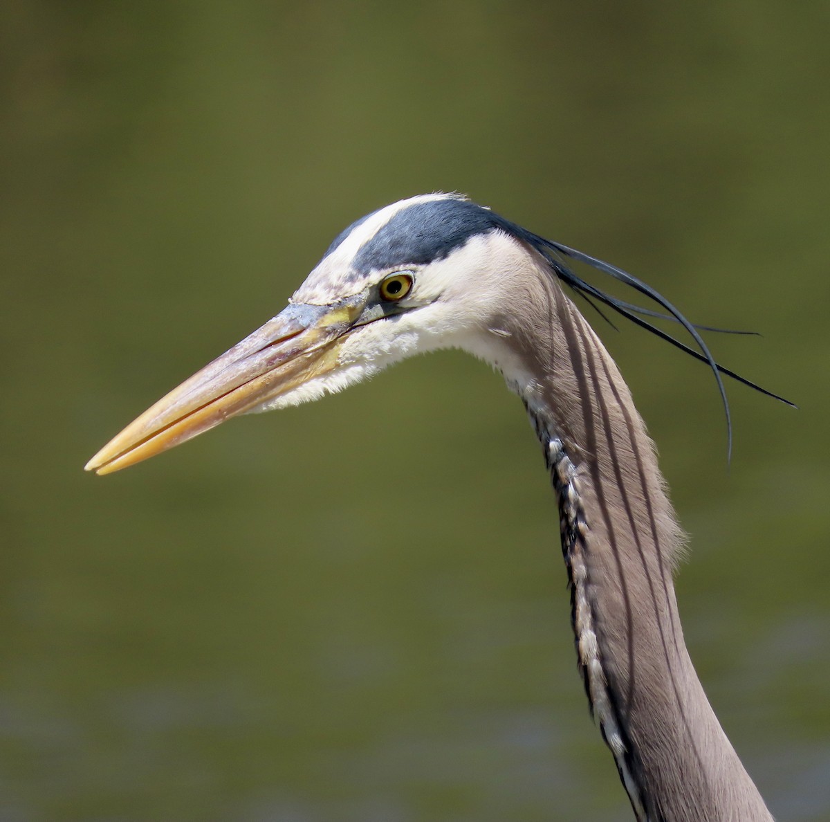 Great Blue Heron - ML555596011