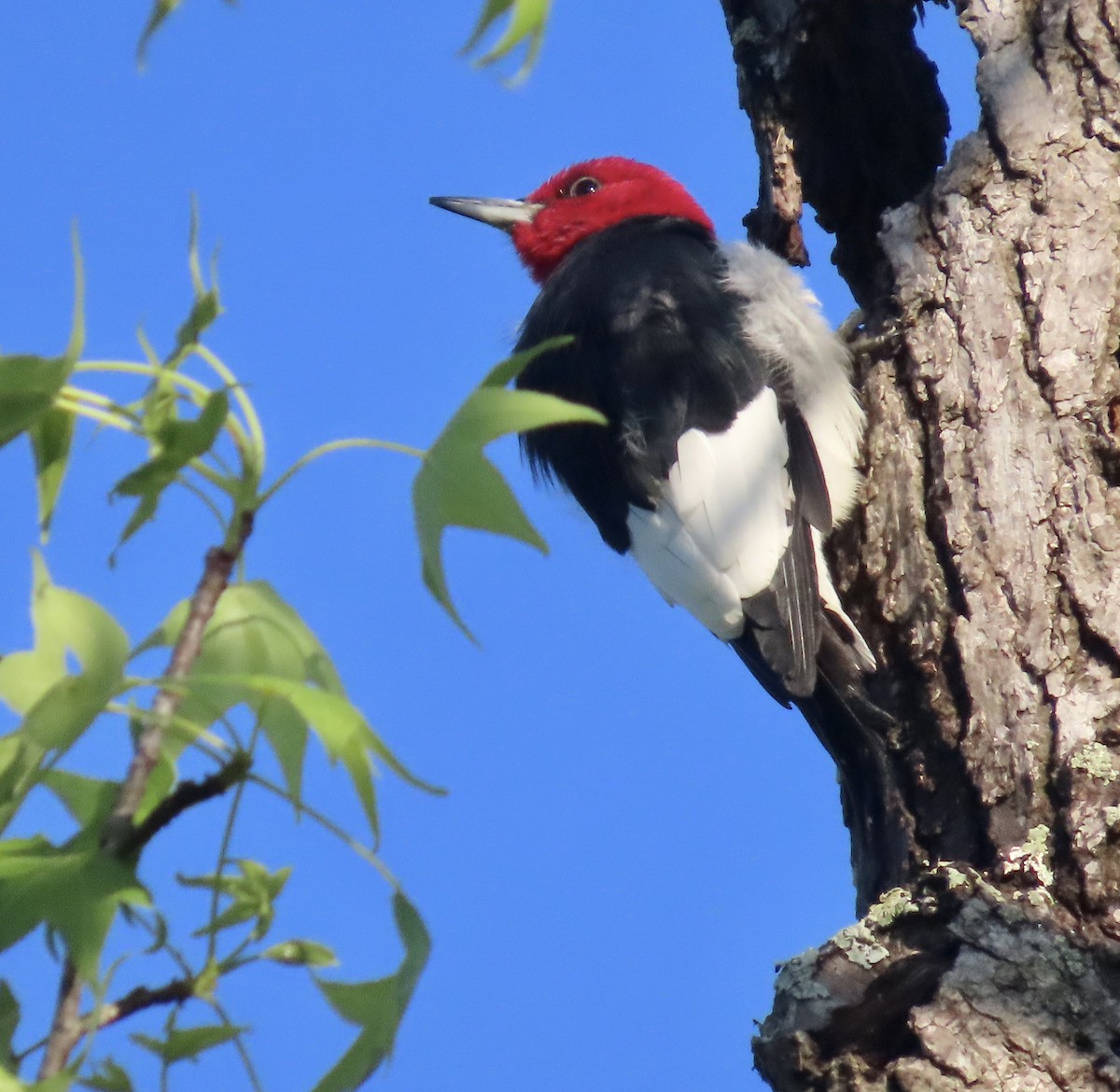 Red-headed Woodpecker - ML555596331