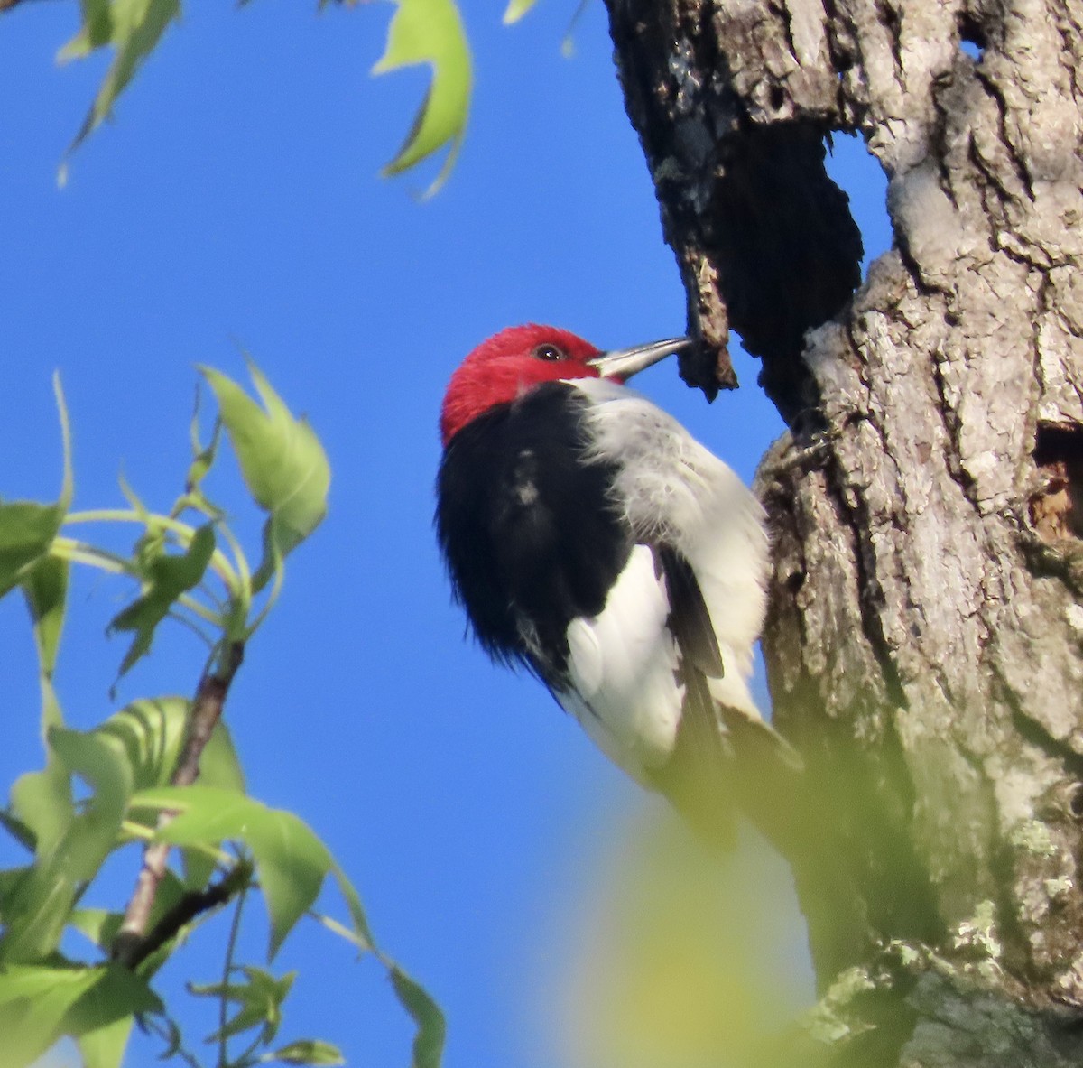 Red-headed Woodpecker - ML555596341