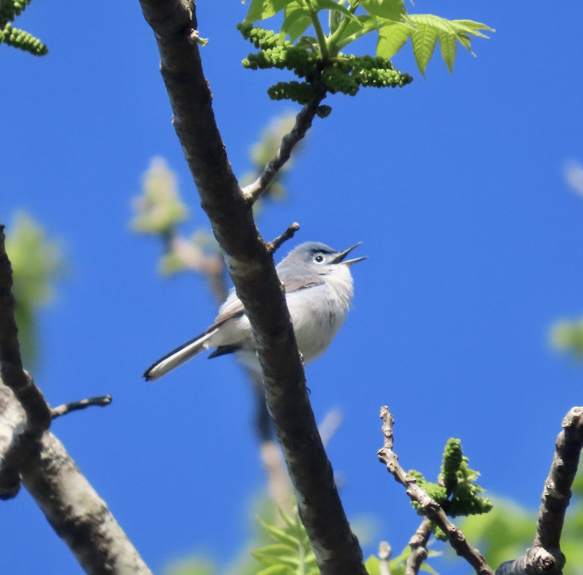 Blue-gray Gnatcatcher - ML555596621
