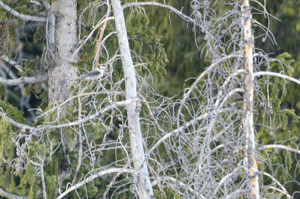 Kanada Kargası (capitalis/bicolor) - ML555597271