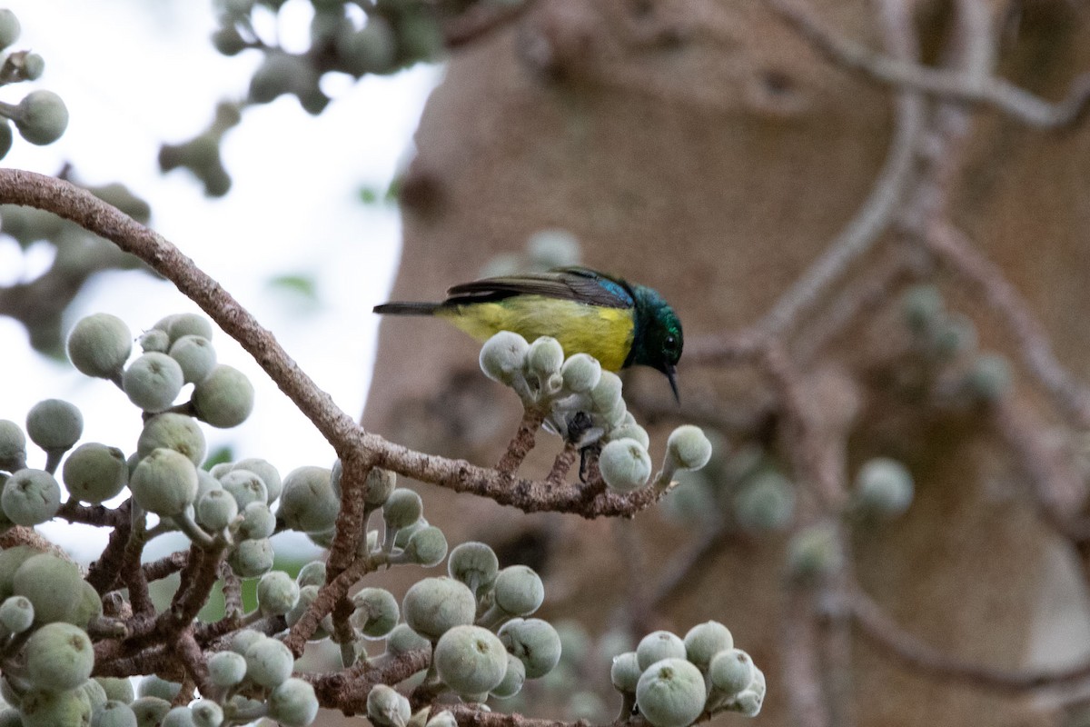 Collared Sunbird - ML555598711
