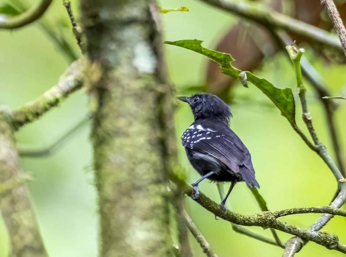 White-flanked Antwren (Black-backed) - Lee Landrum