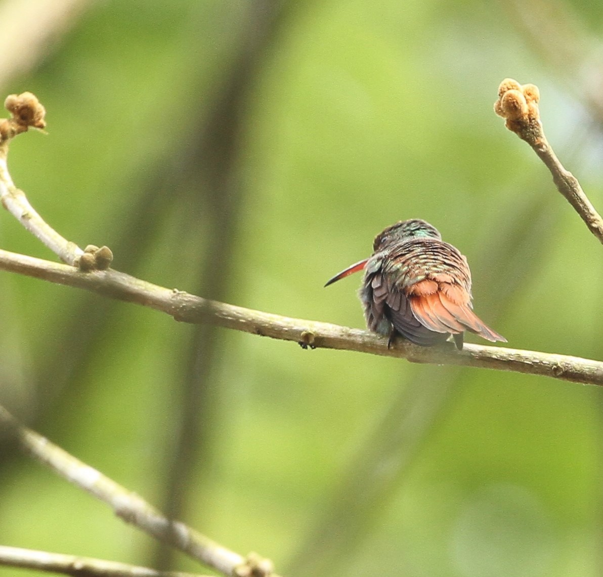 Rufous-tailed Hummingbird - Gisèle Labonté