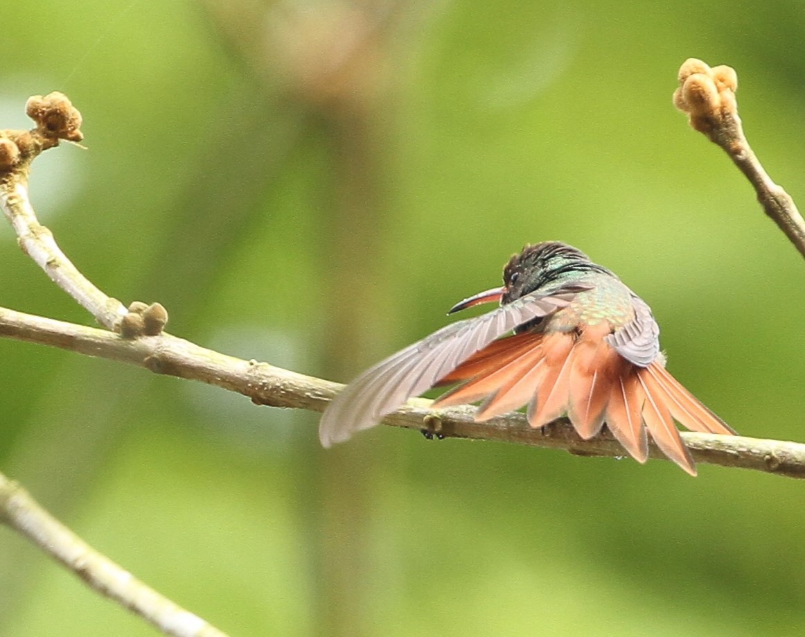 Rufous-tailed Hummingbird - Gisèle Labonté