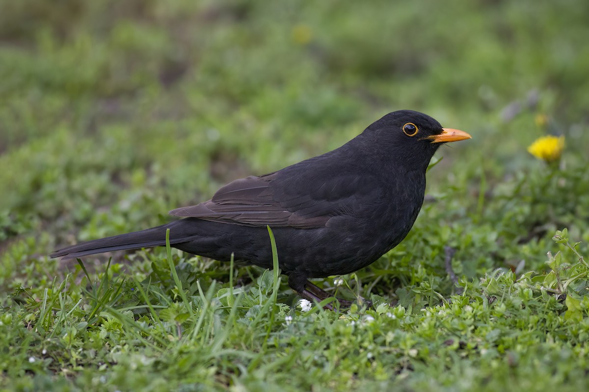 Eurasian Blackbird - Korkut Demirbas