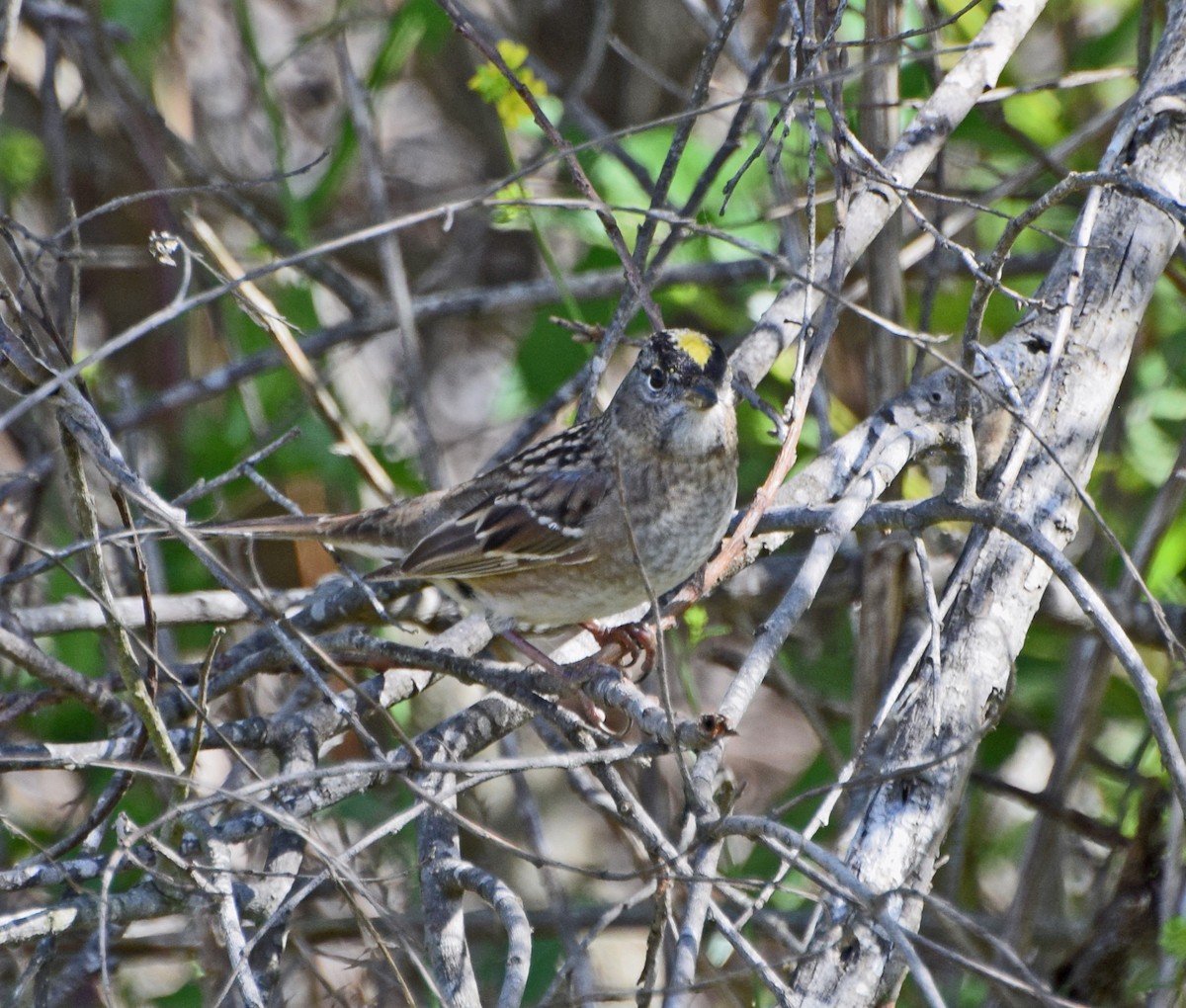 Golden-crowned Sparrow - ML55560341