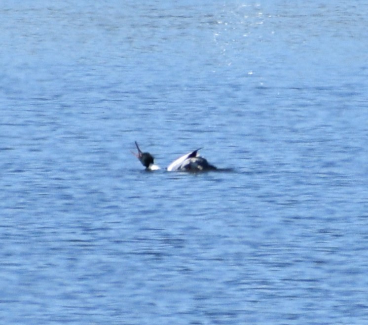 Red-breasted Merganser - ML555603811