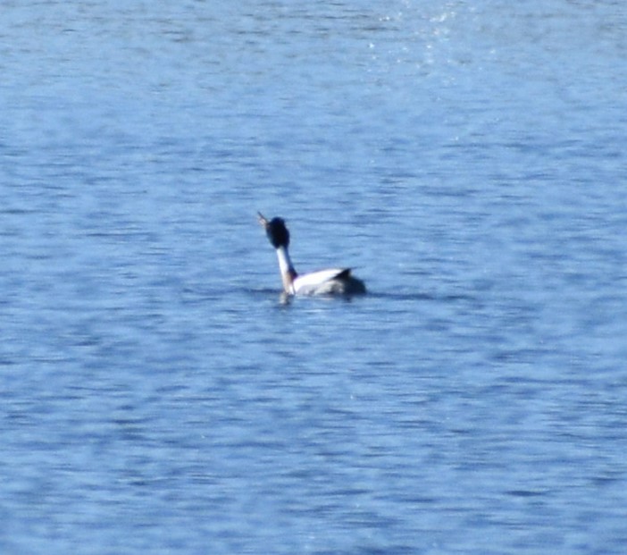 Red-breasted Merganser - Peter Olsoy