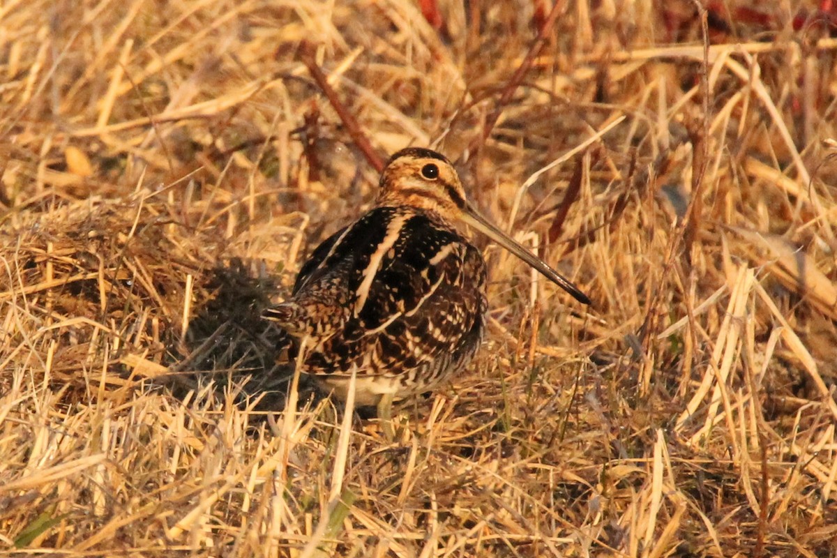 Wilson's Snipe - ML555604061